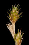 Greenwhite sedge